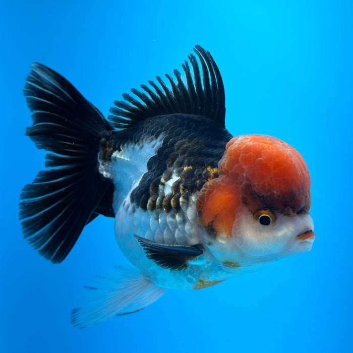 Live Fancy Goldfish Tri Color Thai Oranda 3.50'' (KP-104) Ready To Ship! What You See What You Get.