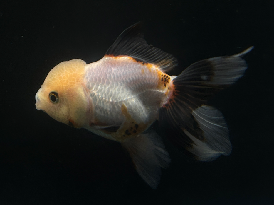 Thai Oranda Tri-Color 2.5" Body Female 6 Months (JC-066)R4B14