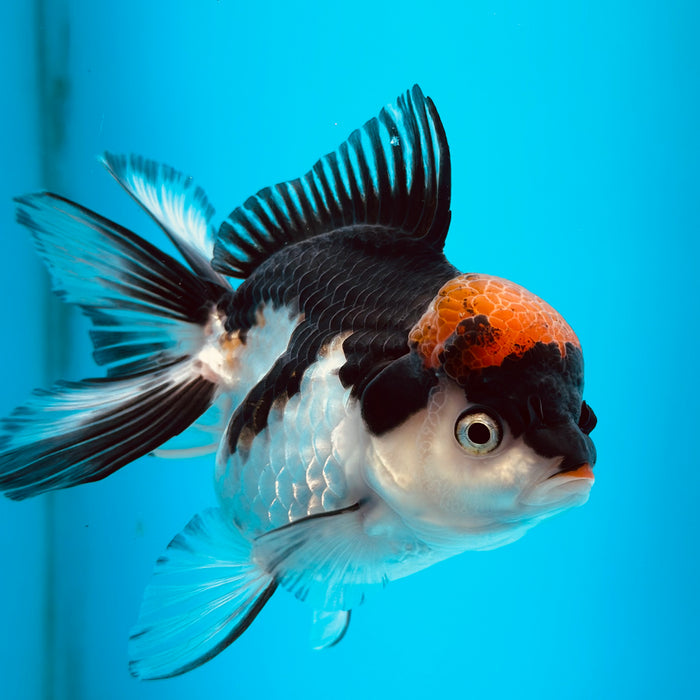 Live Fancy Goldfish Tri Color Thai Oranda 3.50'' (KP-107) Ready To Ship! What You See What You Get.