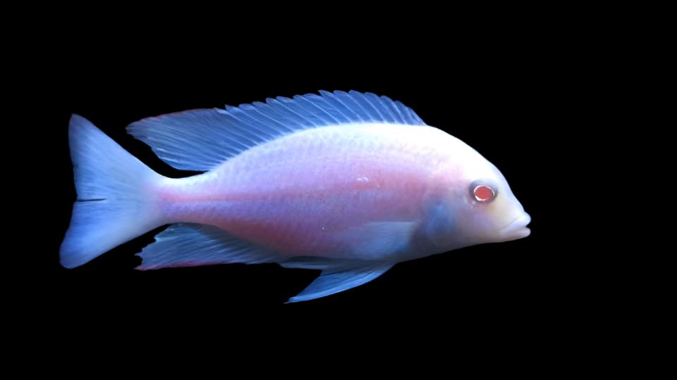 LIVE AFRICAN CICHLID ALBINO/DOLPHIN (Cyrtocara Moori) (CHD-167) U002