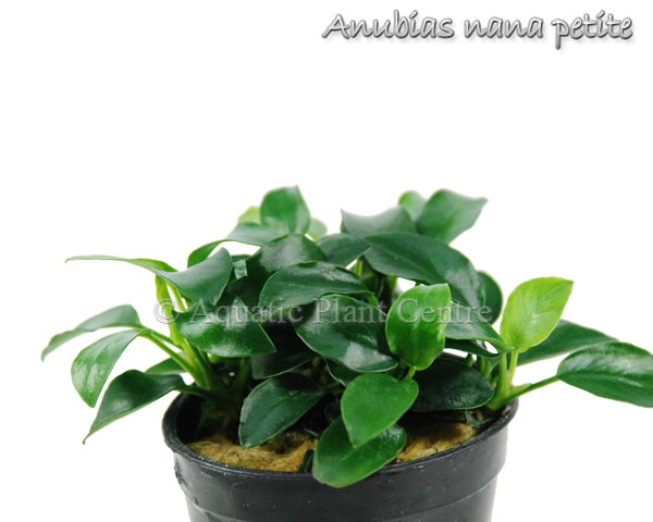 Anubias Nana Petite - Pot