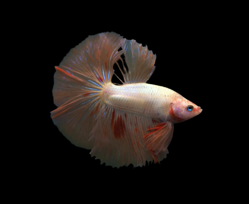 Armaggedon (aka Vanda) Over Halfmoon Male betta w/ Rosetail