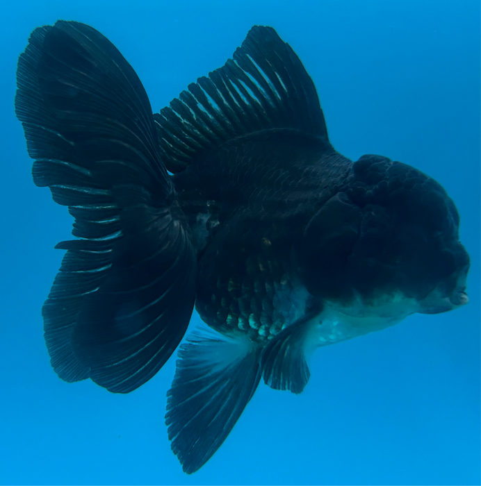 Thai Oranda Rose Tail Super Black 3” Body Female 7 Months (JC-099) R1B06