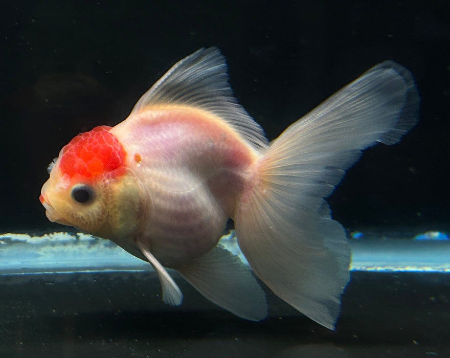 Thai Oranda Red Cap 2” Body Male 4 Months (JC-053)R4A09 (Copy)