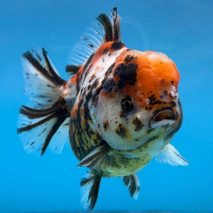 NK Thailand Thai Oranda Short Tail White Tiger Calico 4” Body Male (JC-004) R1C4