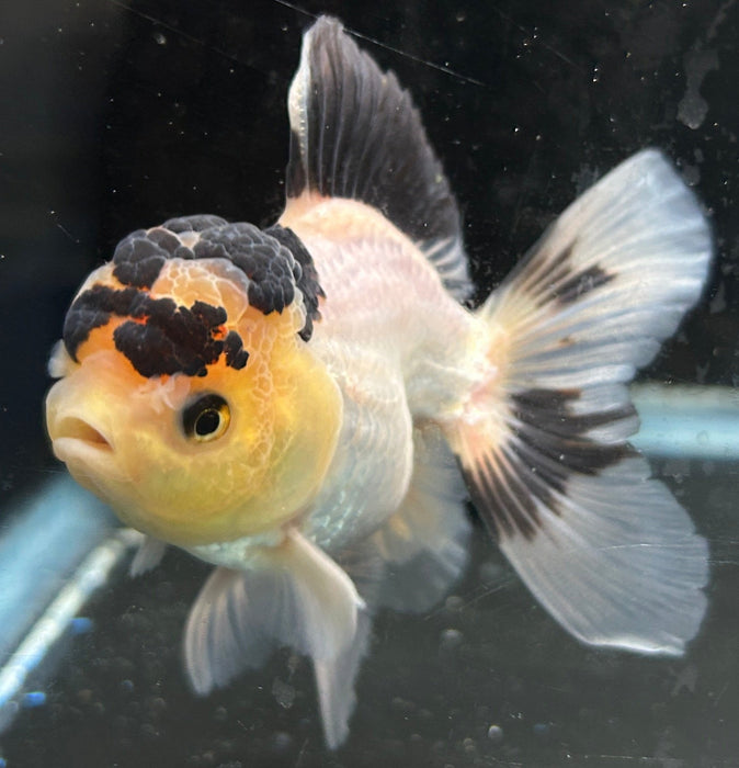 Thai Oranda Panda 2.5” Body Male 6 Months (JC-052)R4C08