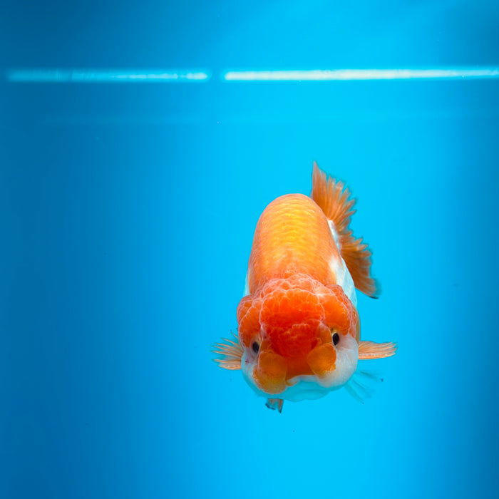 Live Fancy Goldfish Red & White Ranchu 3.00'' (KP-118) Ready To Ship! What You See What You Get.