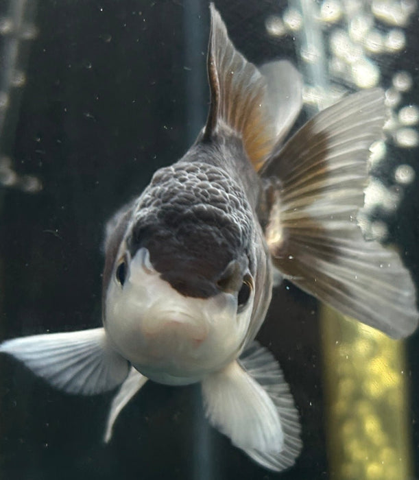 Thai Oranda Panda 2.0" Body Female 4 Months (JC-065)R4A12