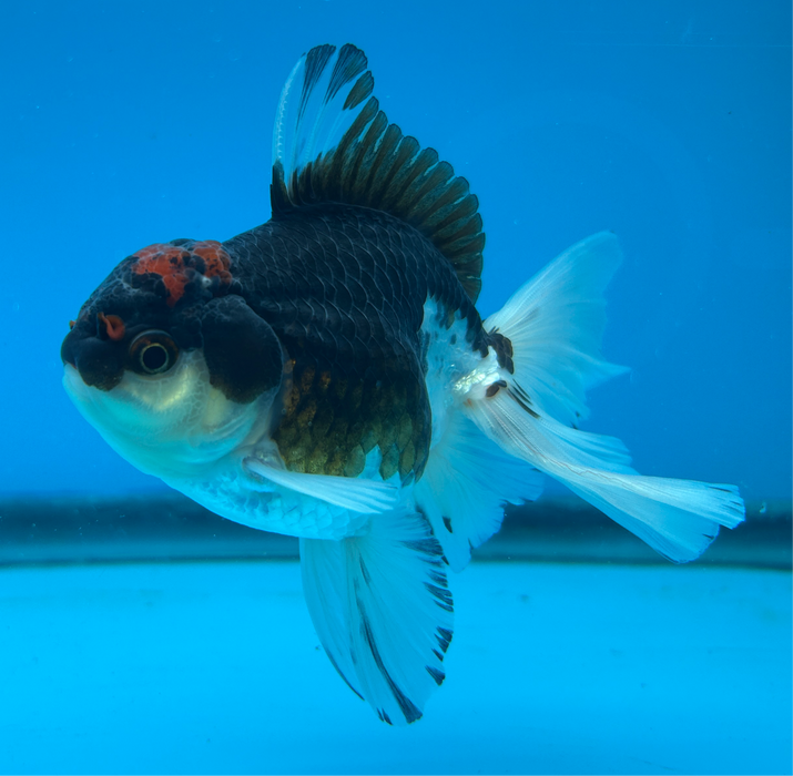 Thai Oranda Panda Red Cap 3.5” Body Female 9 Months (JC-094) R1A05 (Room To Grow Show Quality)