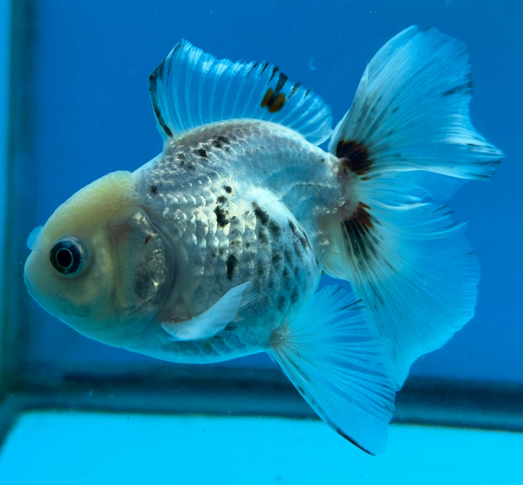 Thai Oranda Panda White Head Rose Tail 3” Body Male 6 Months (JC-125) R1A03