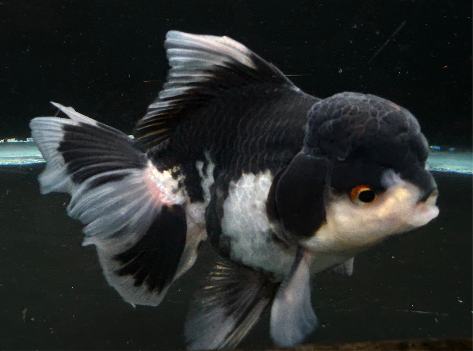 Thai Oranda Panda 3.0” Body Male 6 Months (JC-018)R4C09