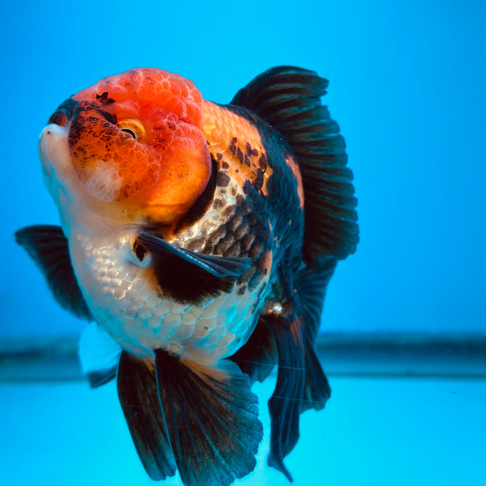 Live Fancy Goldfish Tri Color Thai Oranda 3.50'' (KP-109) Ready To Ship! What You See What You Get.