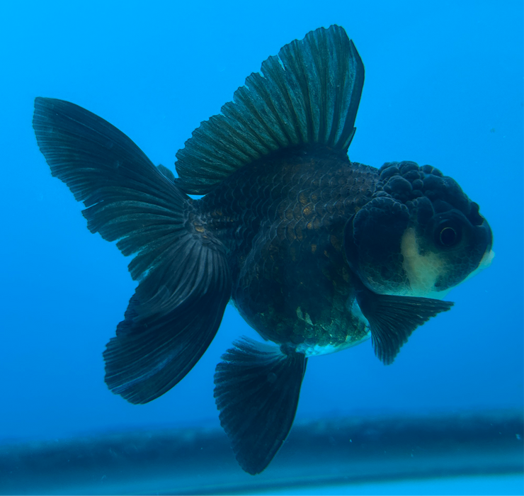 Thai Oranda Rose Tail Black 2” Body Male 5 Months (JC-103) R1B06