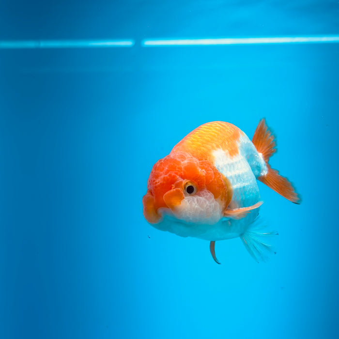 Live Fancy Goldfish Red & White Ranchu 3.00'' (KP-118) Ready To Ship! What You See What You Get.