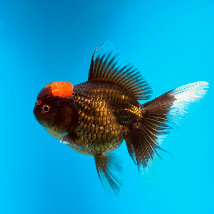 Live Fancy Goldfish Black Body Red Cap Thai Oranda 3.00'' (KP-121) Ready To Ship! What You See What You Get.