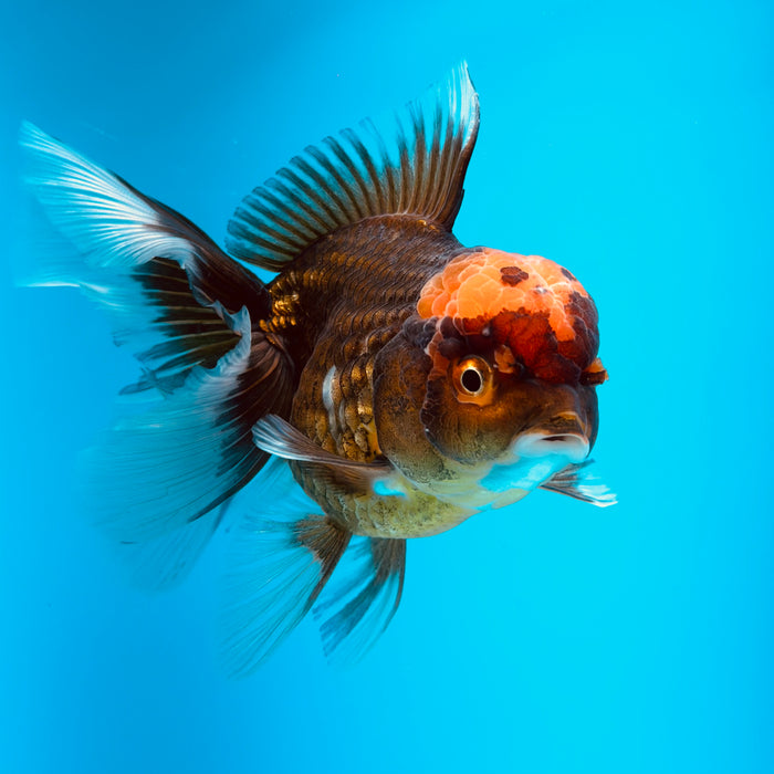 Live Fancy Goldfish Black Body Red Cap Thai Oranda 3.00'' (KP-121) Ready To Ship! What You See What You Get.