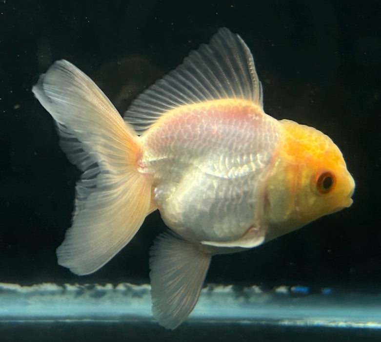 Thai Oranda Lemon Head 2.0” Body Female 5 Months (JC-062)R4A12