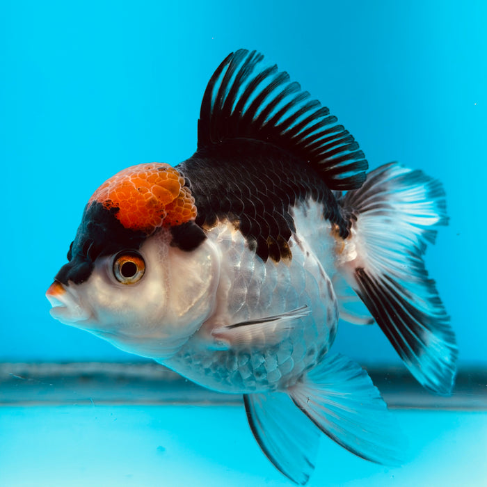 Live Fancy Goldfish Tri Color Thai Oranda 3.50'' (KP-107) Ready To Ship! What You See What You Get.