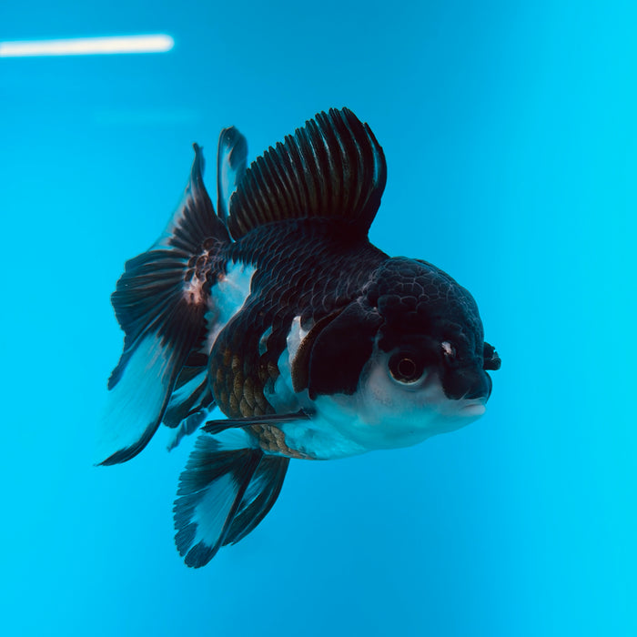 Live Fancy Goldfish Panda Thai Oranda 3.00'' (KP-122) Ready To Ship! What You See What You Get.