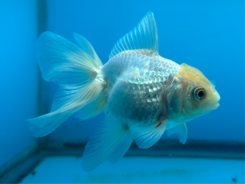 Thai Oranda White 3" Body Male 7 Months (JC-090) R1A05