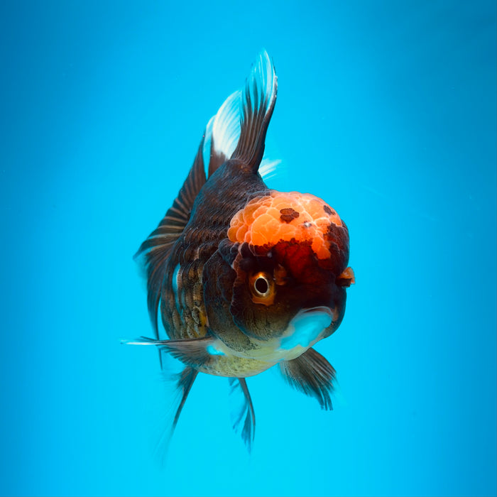 Live Fancy Goldfish Black Body Red Cap Thai Oranda 3.00'' (KP-121) Ready To Ship! What You See What You Get.