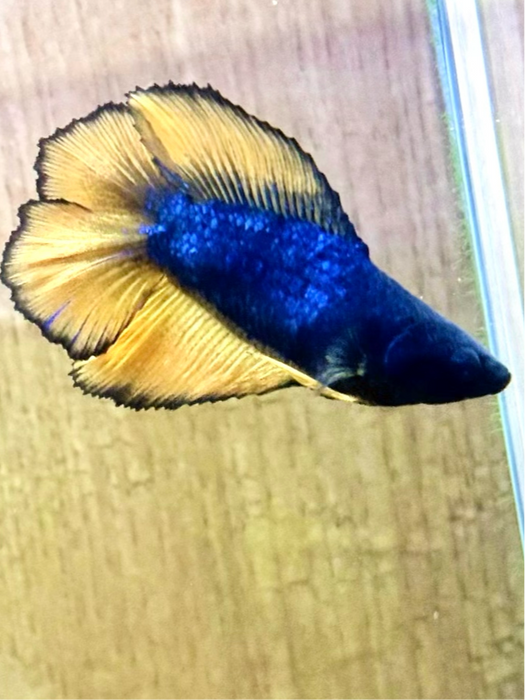 Live Freshwater Betta Mustard Fancy Double Tail Halfmoon Female S067 (LLL-7000) what you see is what you get!