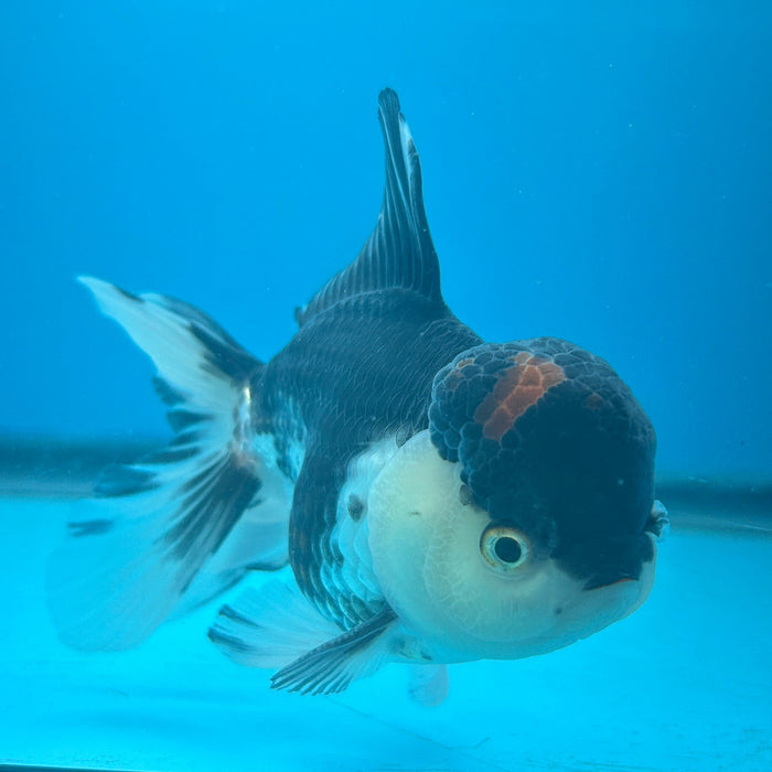 Thai Oranda Panda Lava Head 3.5” Body Male 8 Months (JC-167)R1A08