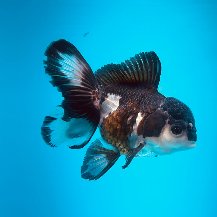 Live Fancy Goldfish Panda Thai Oranda 3.00'' (KP-122) Ready To Ship! What You See What You Get.