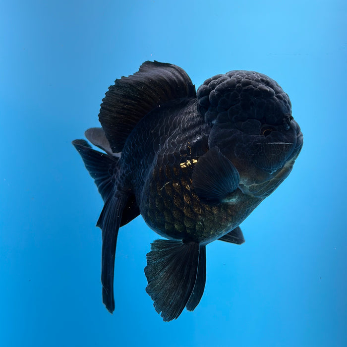 Live Fancy Goldfish Jet Black Oranda 3.50'' (KP-105) Ready To Ship! What You See What You Get.