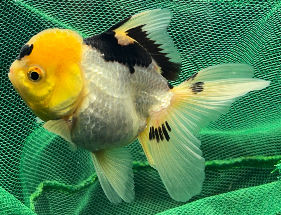 Thai Oranda Panda 2.0”Body Female 4 Months (JC-031)R4A10