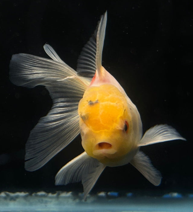 Thai Oranda Lemon Head 2.0” Body Male 4 Months (JC-063)R4A12