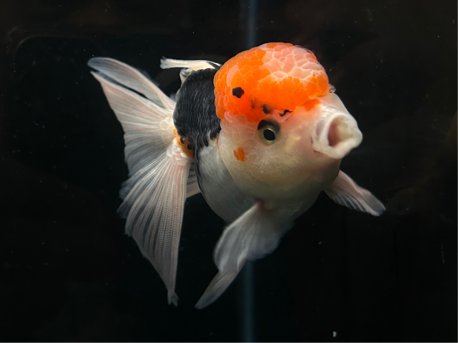 Thai Oranda Tri-Color Large Wen 2.7" Body Female 6 Months (JC-077)R1A07