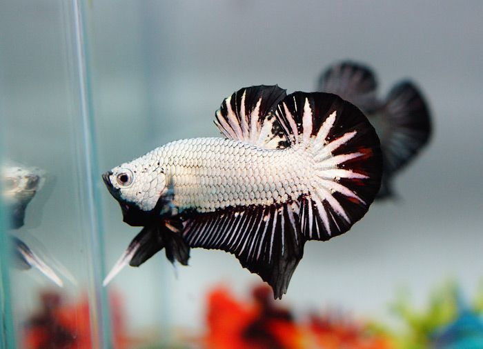 Live Freshwater Betta Males Premium Plakat Male Betta Plakat Black Dragon (CBM-1074)Our Choice BUY 4 GET 1 FREE! MIX & MATCH