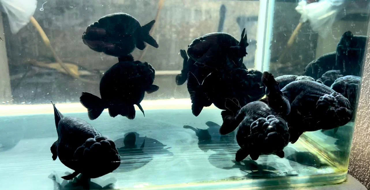 Live Fancy Goldfish Premium Select Our Choice Big Head Thai Lionchu Super Black / Jet Black Grow up to Over 5'' BODY(CGF-069)