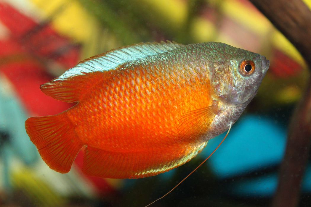 LIVE FRESHWATER TROPICAL FISH BLOOD RED DWARF GOURAMI (Trichogaster Lalius) R13B15