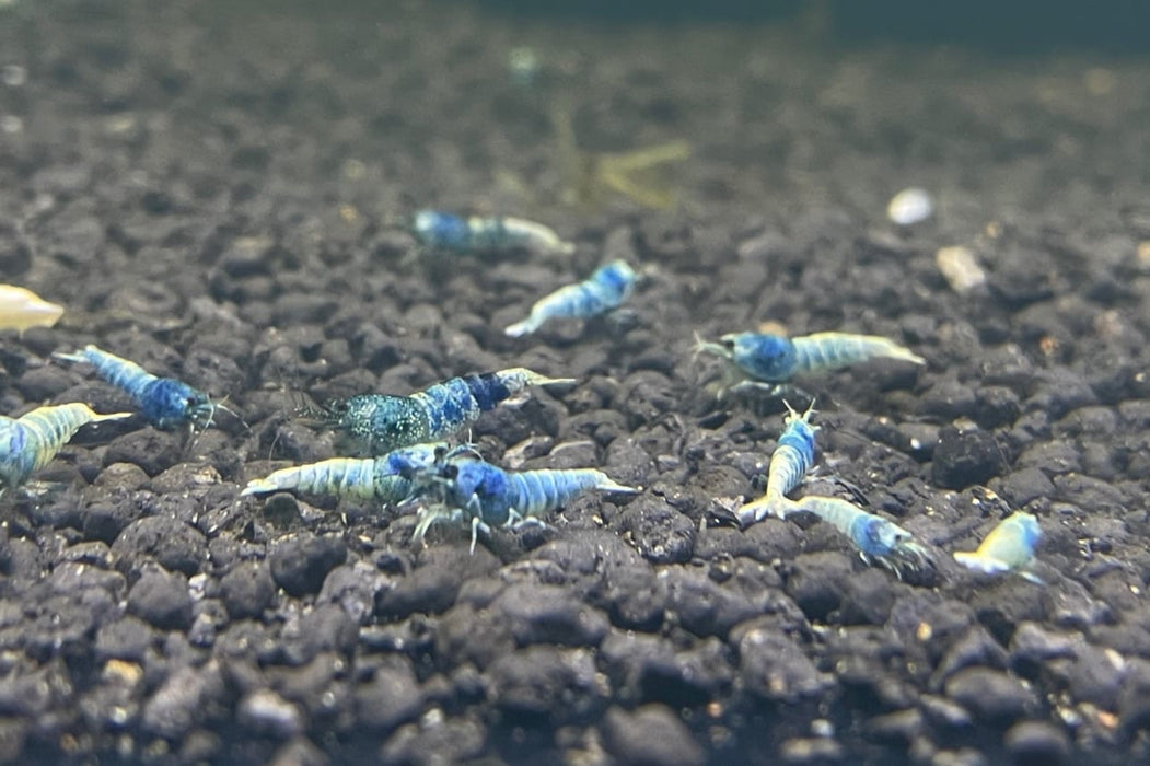 Live Freshwater Aquarium Shrimp Taiwan Bee Blue Bolt A/S Grade (Caridina sp.)  3/$25, 5/$45(FS-034)