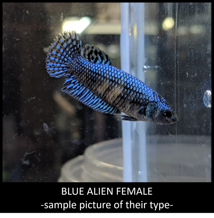 Female Betta Fish Blue Alien Wild Type BUY 4 GET 1 FREE! Our Choice Group (CBG-010-BLUE)