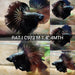 Black Dragon Halfmoon male betta
Mohawk rosetail