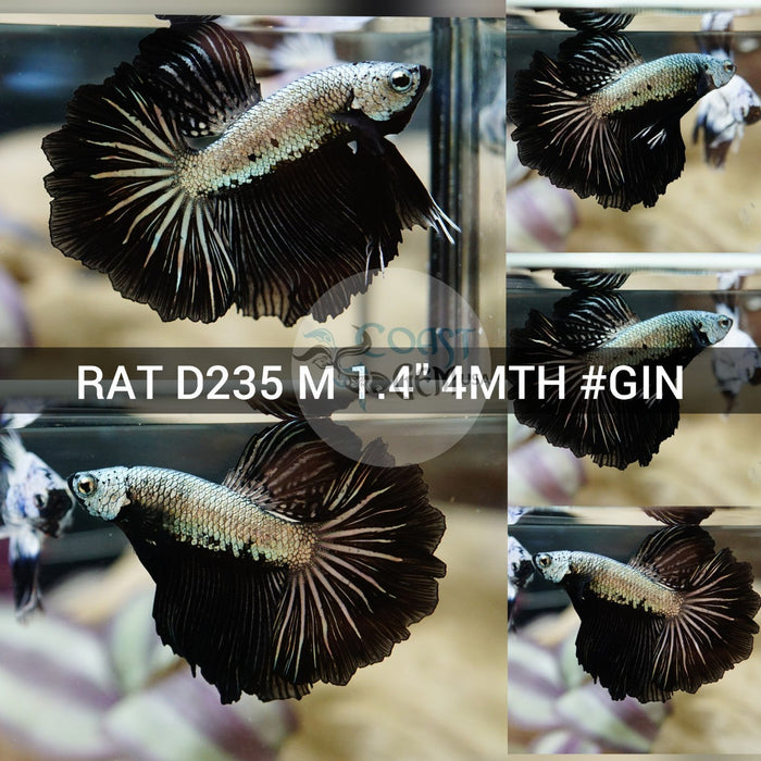 Black Dragon mohawk halfmoon male betta