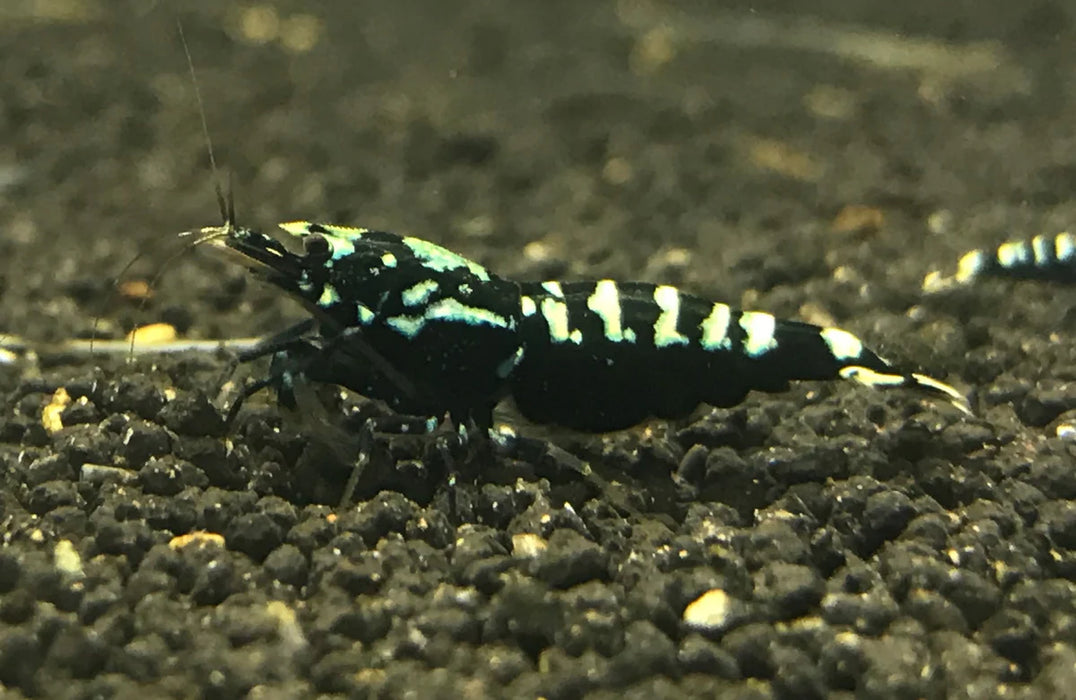 Live Freshwater Aquarium Shrimp Black Galaxy Pinto (Caridina) 3/$45, 5/$65(FS-005)