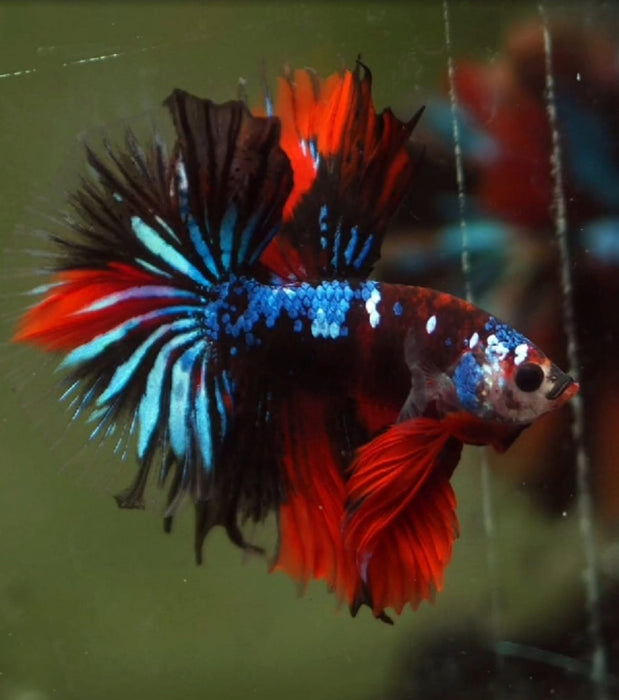 Black Galaxy Halfmoon Koi Red Devil Fancy