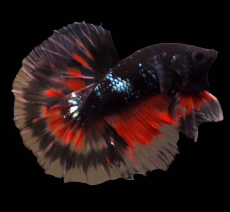 Black Galaxy Halfmoon Male Betta Rosetail 