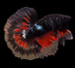 Black Galaxy Halfmoon Male Betta Rosetail 