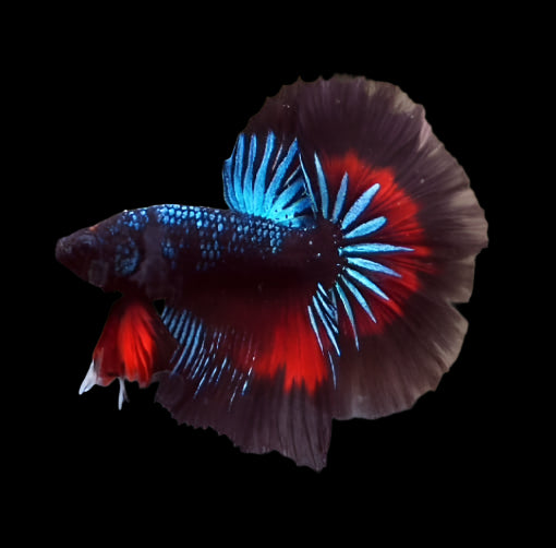 Black Galaxy Halfmoon Male Betta Rosetail  Butterfly