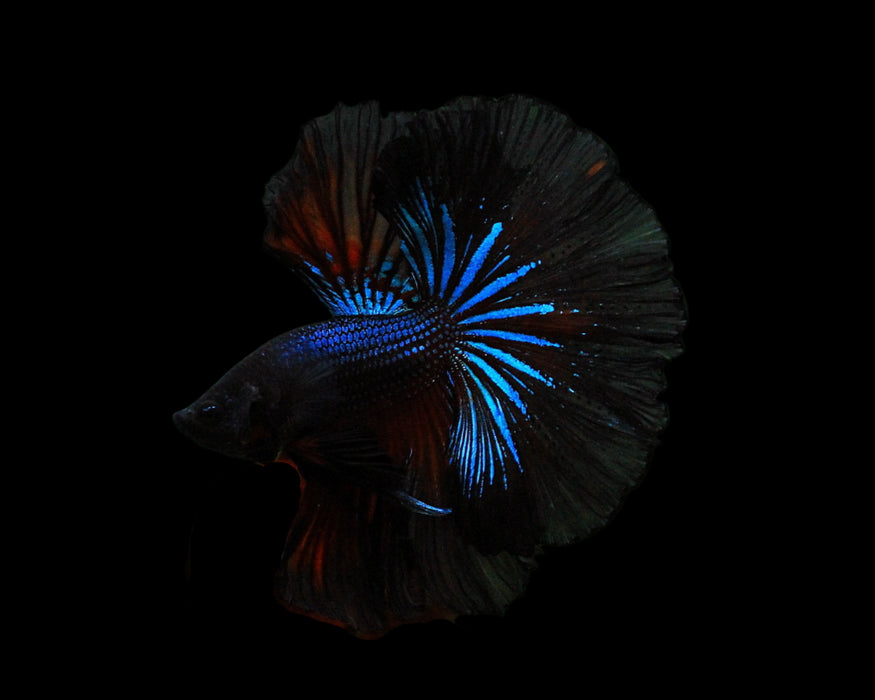 Black Koi Starry tail Halfmoon Male Betta