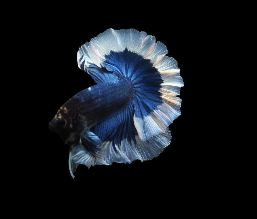 Blue butterfly male betta over halfmoon