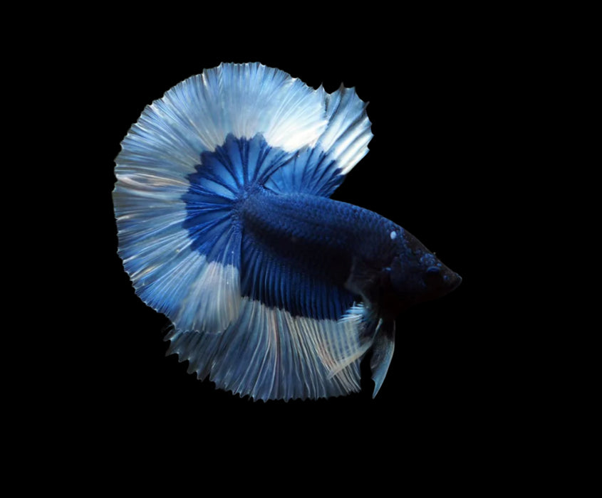 blue butterfly over halfmoon rosetail male betta