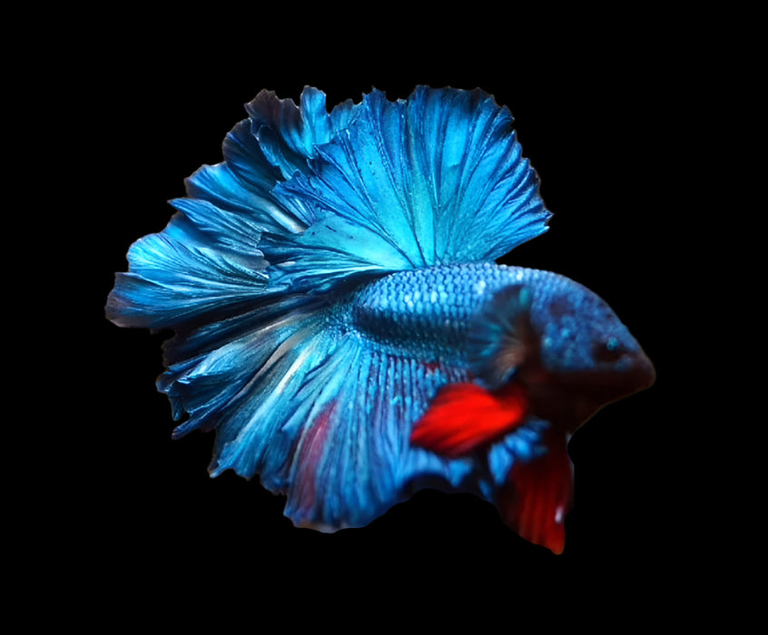 mascot Blue Halfmoon Male Betta rosetail