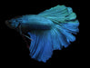 Blue halfmoon male betta rosetail