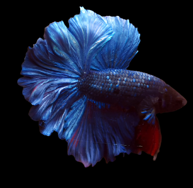 Blue MArble Avatar Halfmoon Rosetail skyhawk Male Betta